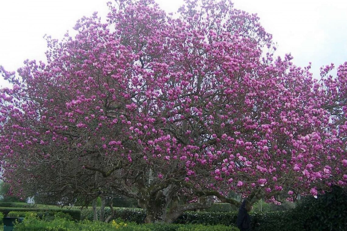Magnólia localiza-se no Jardim da Casa da Criança Rainha Dona Leonor