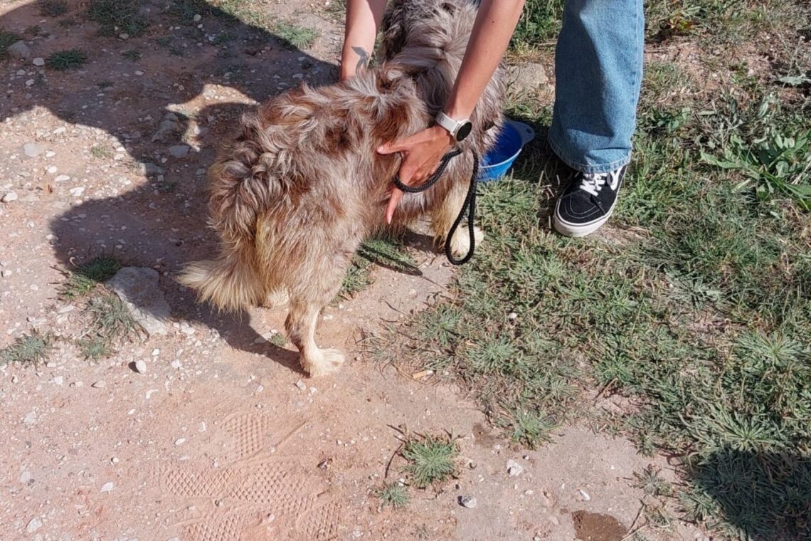 Animal saiu da situação sem ferimentos