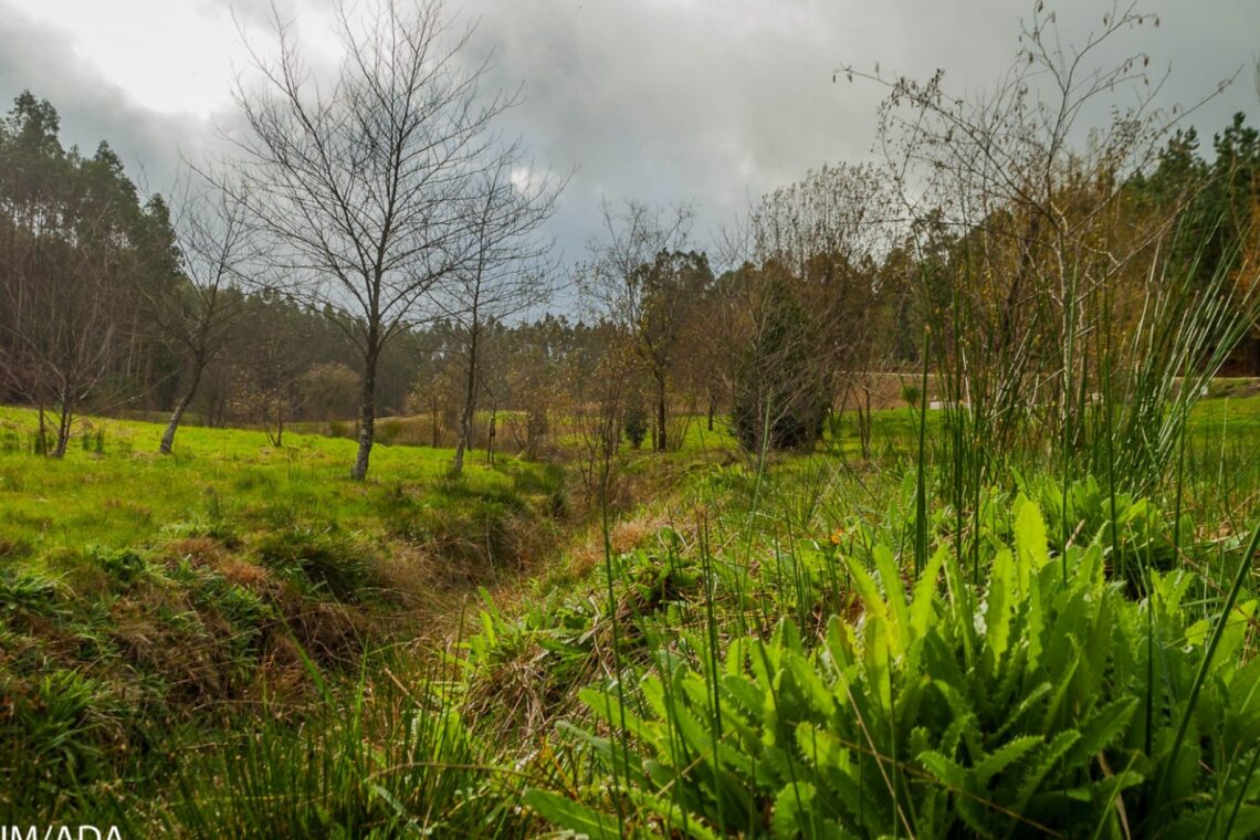 Algumas das espécies de flora existentes na Charneca representam as maiores populações conhecidas mundialmente