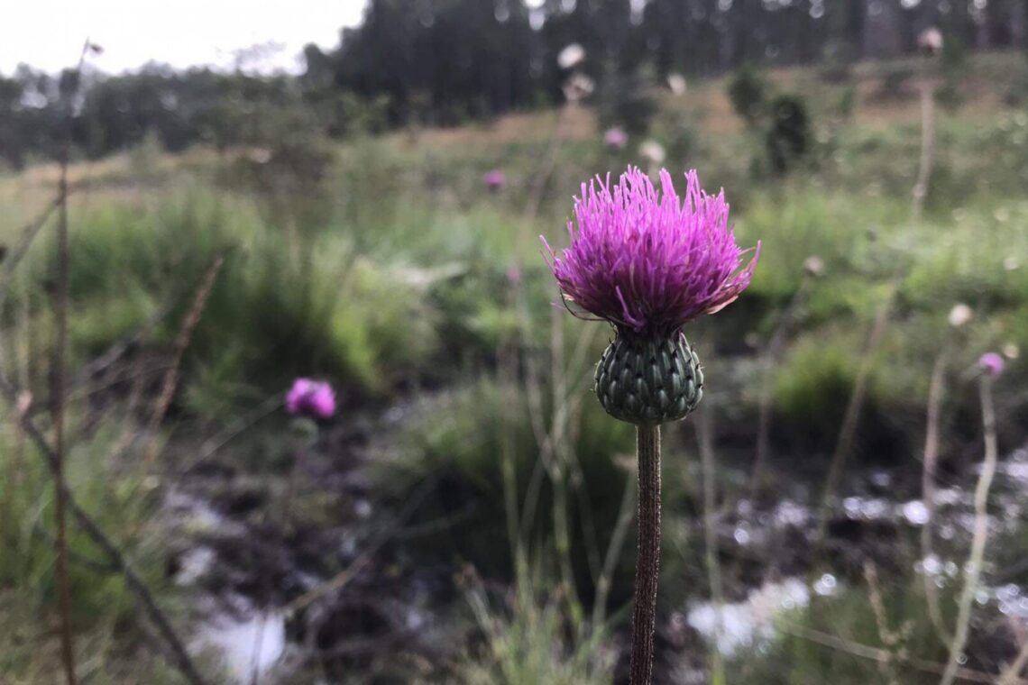 Algumas das espécies de flora existentes na Charneca representam as maiores populações conhecidas mundialmente
