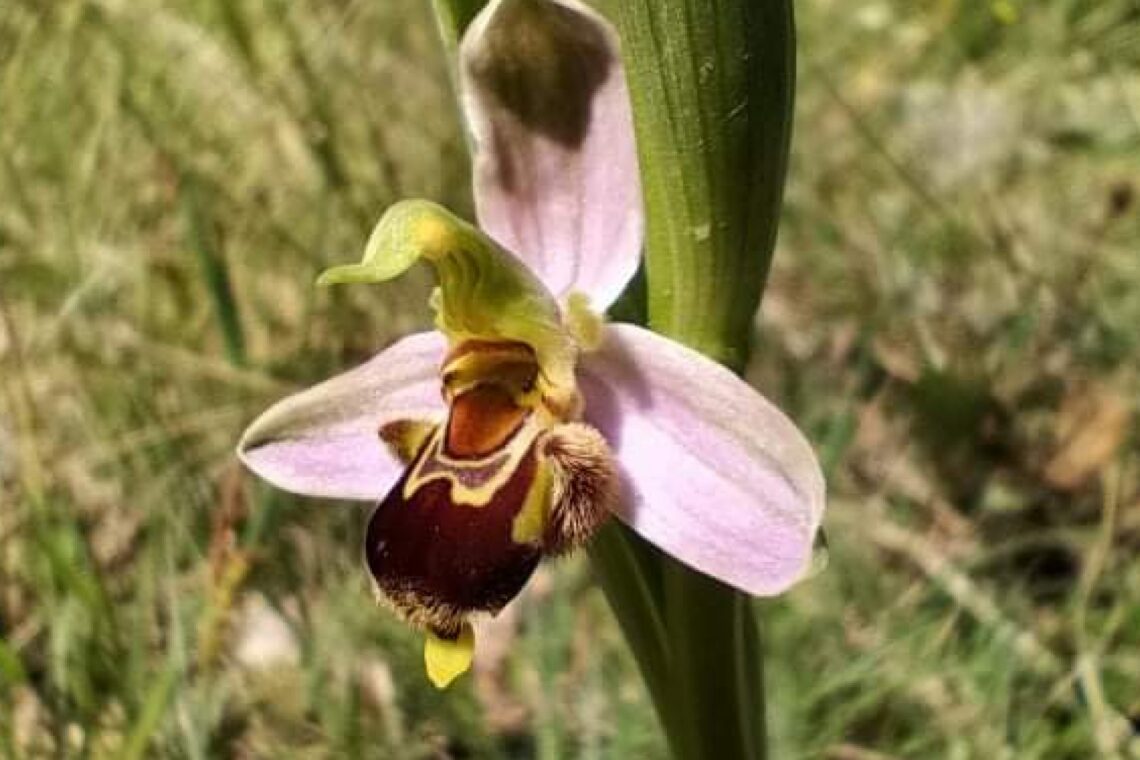 Algumas das espécies de flora existentes na Charneca representam as maiores populações conhecidas mundialmente