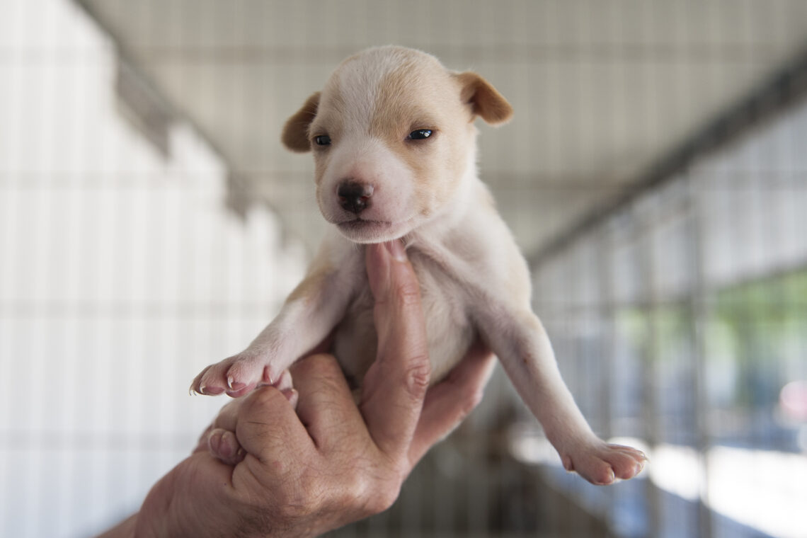 Canis municipais não chegam para as necessidades