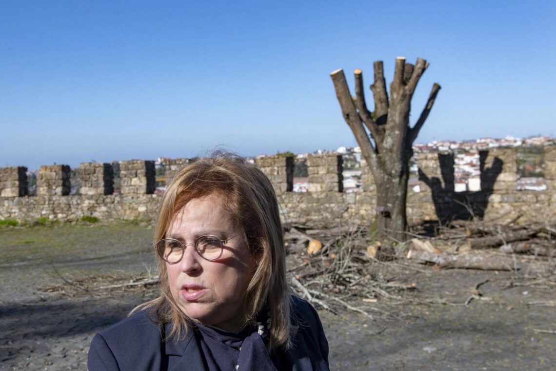Segundo Anabela Graça, caíram 30 árvores de grande porte e outras ficaram amputadas