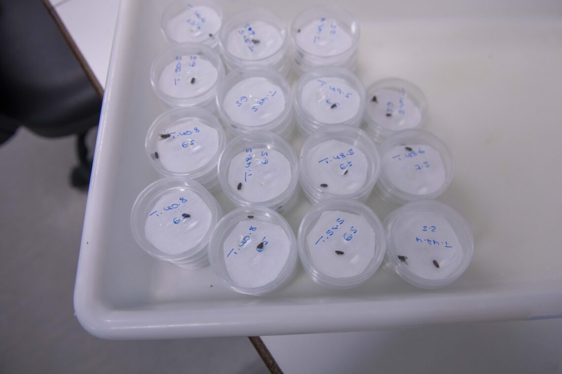 No laboratório  da Quinta do Furadouro desenvolvem-se soluções para fazer o controlo  biológico de pragas