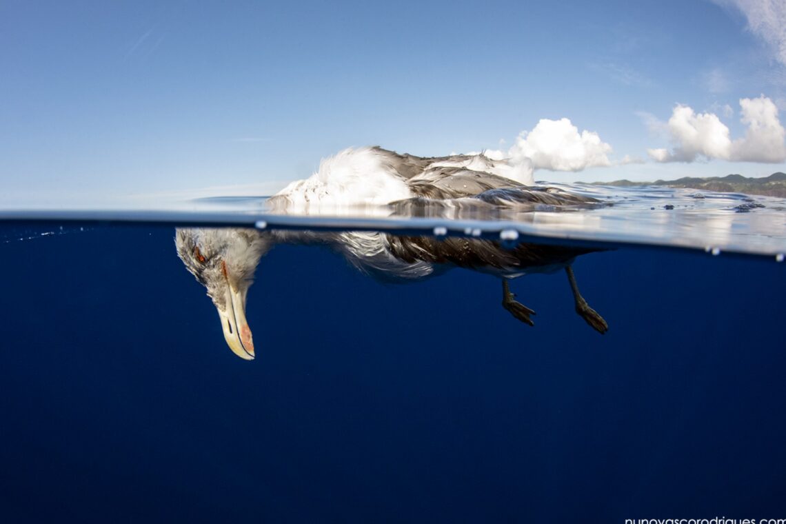 Biólogo usa a fotografia para alertar para as ameaças aos oceanos