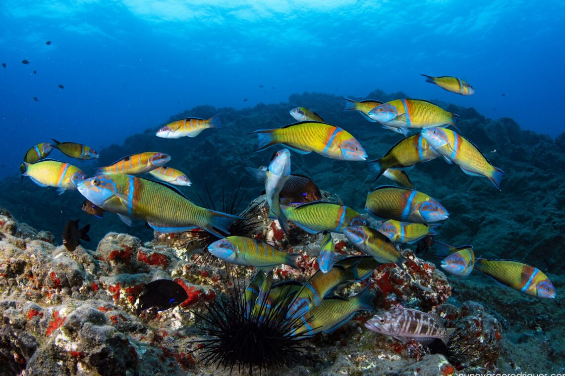 Biólogo usa a fotografia para alertar para as ameaças aos oceanos