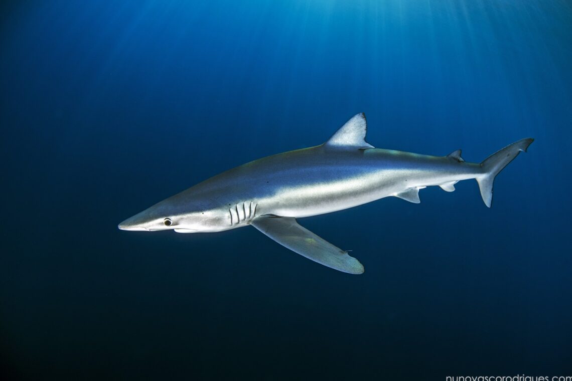 Biólogo usa a fotografia para alertar para as ameaças aos oceanos