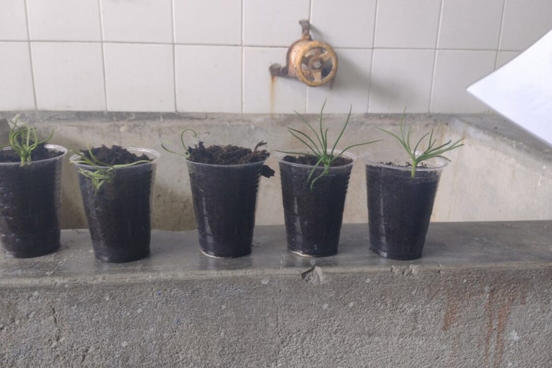 Várias eco-escolas do concelho de Leiria aceitaram o desafio do Jornal de Leiria