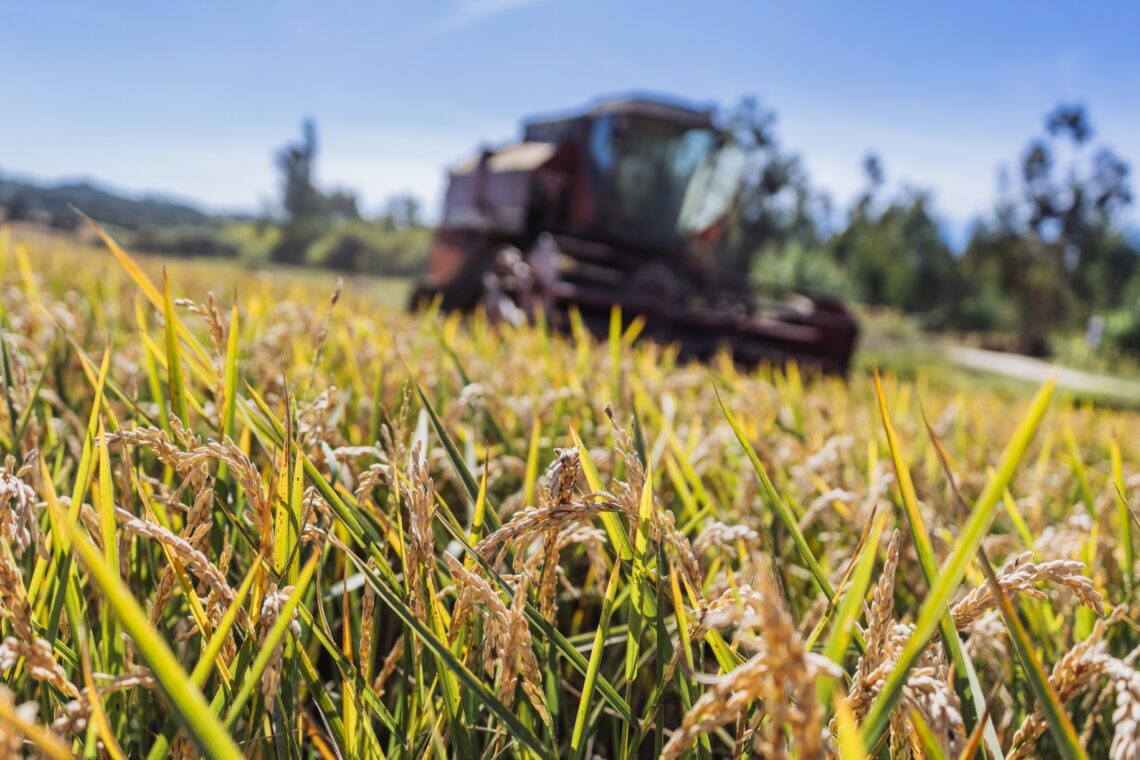 Nos campos de José Pereira, a humidade na floração e o impacto da milhã, uma infestante, levaram a quebra na produção