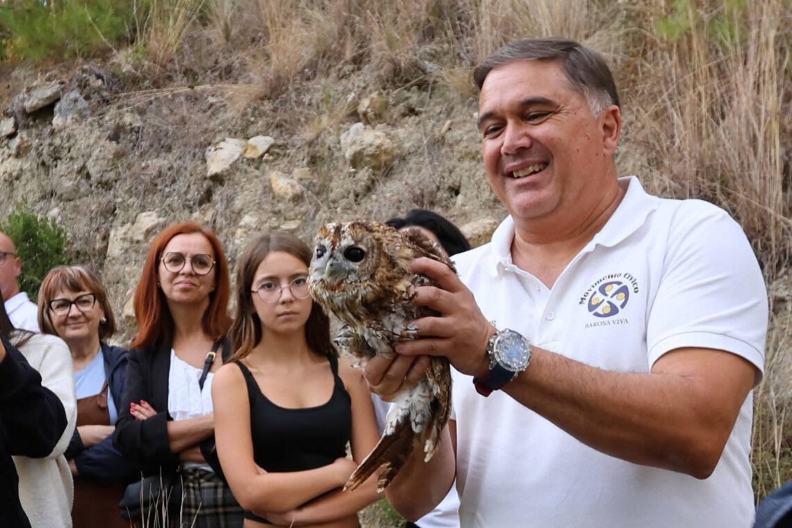 Coruja resgatada pelo Movimento Cívico  Barosa Viva devolvida à natureza