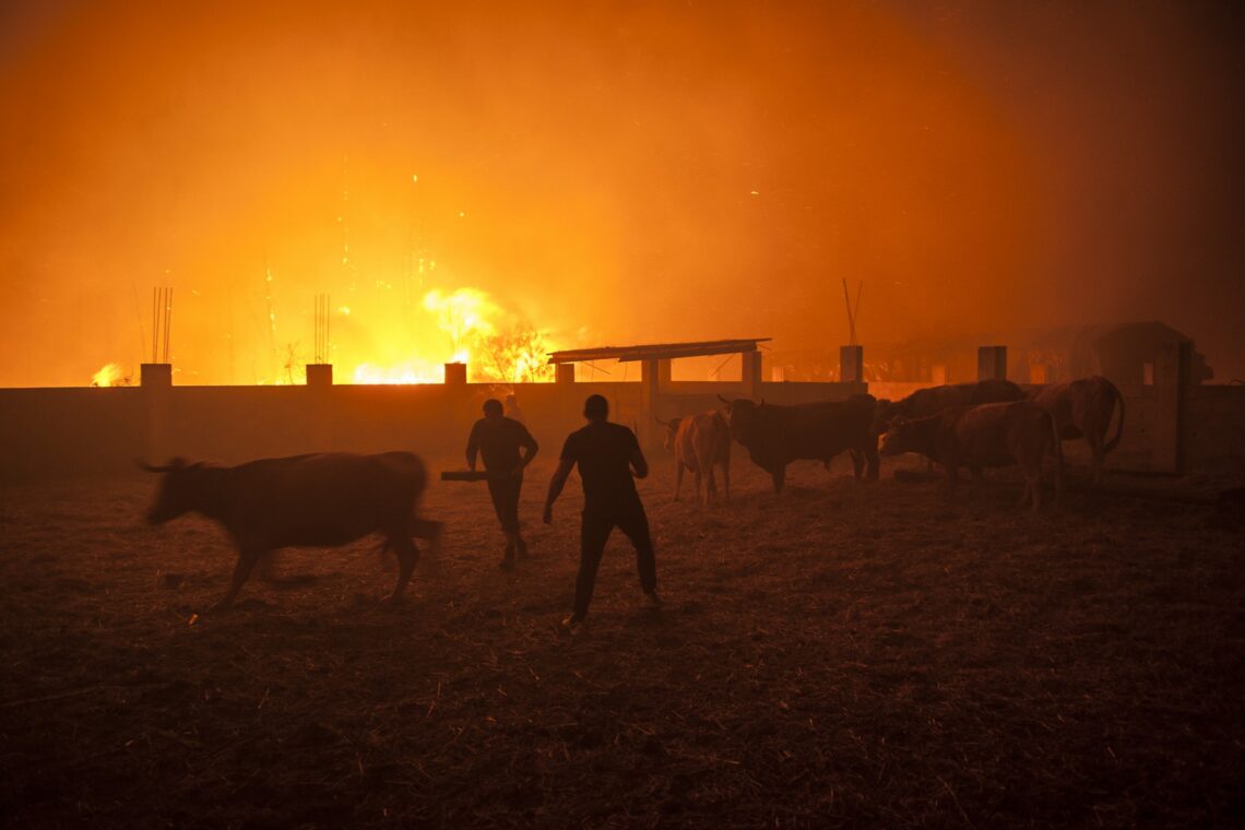 O incêndio no Pinhal de Leiria –  Fotogaleria
