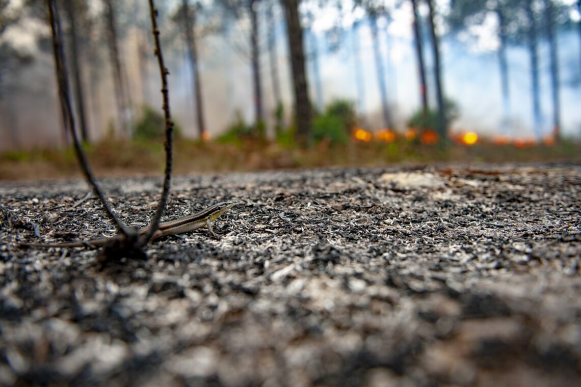 O incêndio no Pinhal de Leiria –  Fotogaleria