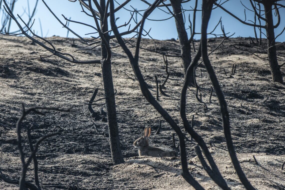 O incêndio no Pinhal de Leiria –  Fotogaleria