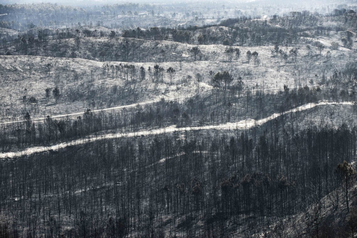 O incêndio no Pinhal de Leiria –  Fotogaleria
