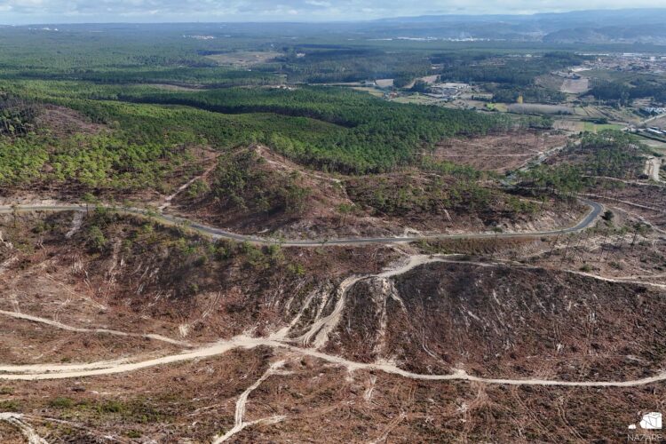 Projecto em marcha para recuperar Monte de São Bartolomeu e Mata do Valado, na Nazaré