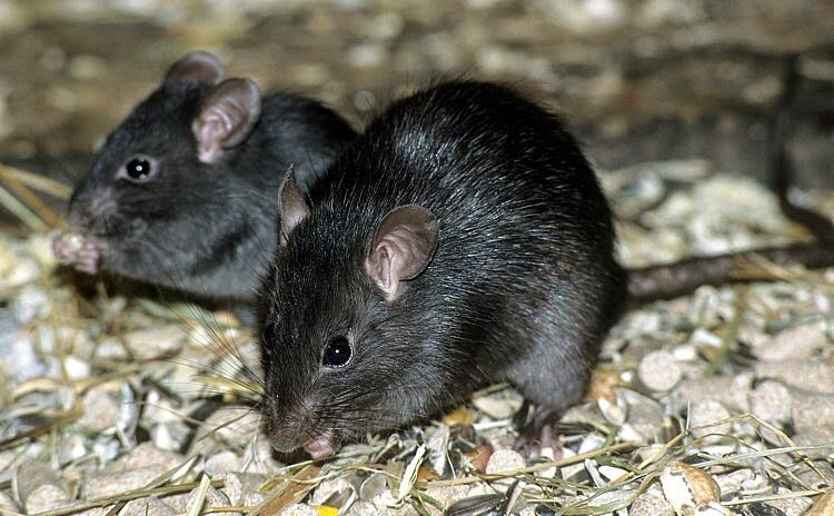 Equipa de investigadores está a remover ratos e chorão das Berlengas