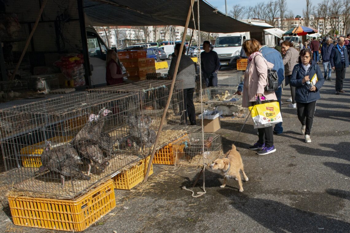 Nem só de roupa vive a feira. Entre animais vivos, frutas e legumes, há também venda de lenha e até comes e bebes