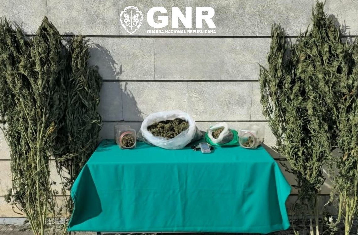 Detido com quase duas mil doses de canábis em Alcobaça