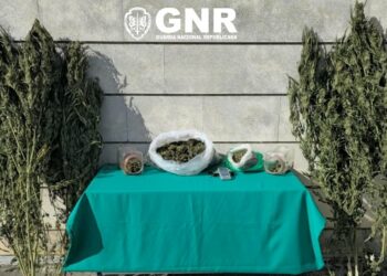 Detido com quase duas mil doses de canábis em Alcobaça
