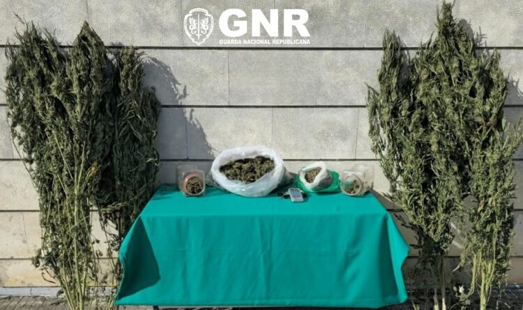 Detido com quase duas mil doses de canábis em Alcobaça