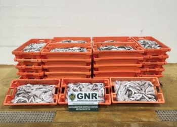 Apreensão de mais de 450 quilos de pescada subdimensionada na Nazaré
