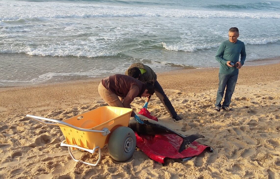Golfinho aparece morto em São Pedro de Moel