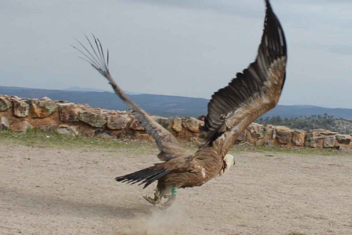 Resgatado em Setembro, com a ajuda do Grupo de Amigos do Rio Arunca, este grifo já foi devolvido à natureza,
