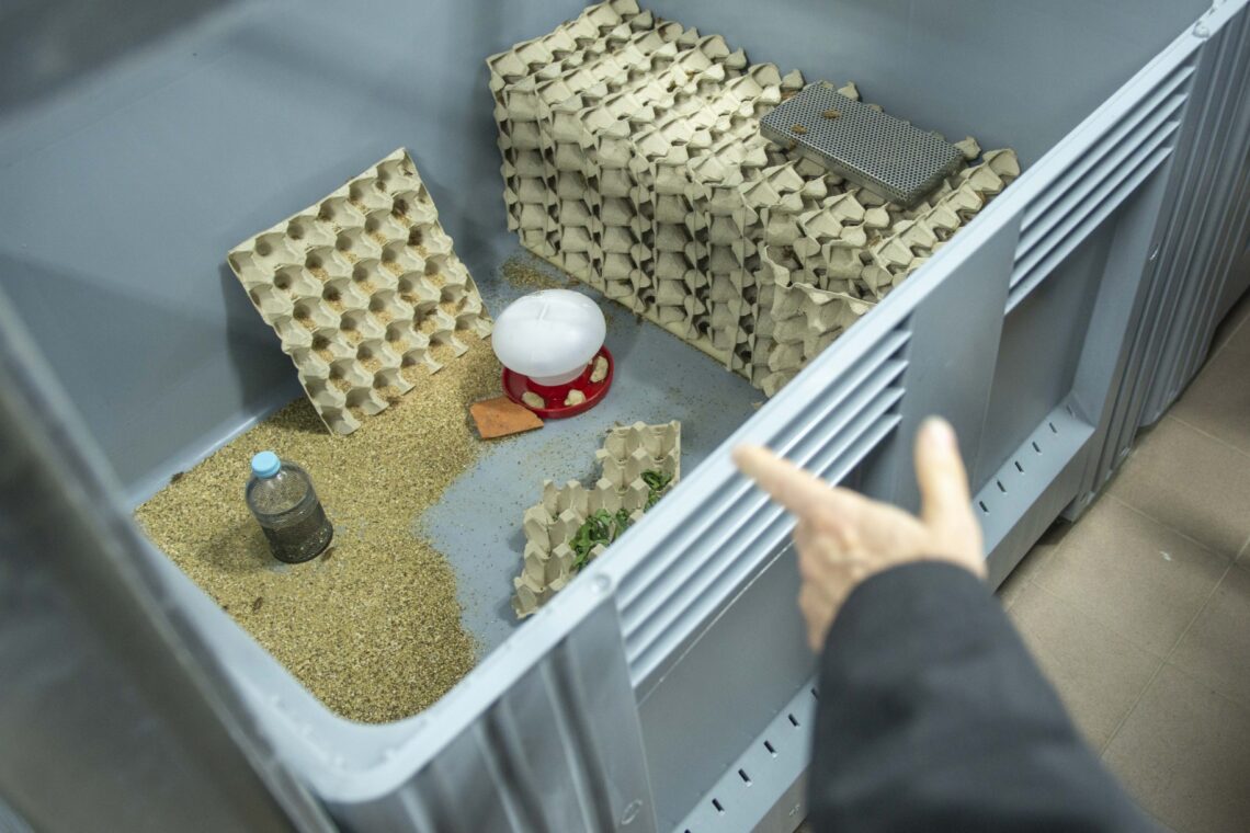 Unidade tem, neste momento, 1500 grilos, que ser irão multiplicar nos próximos meses