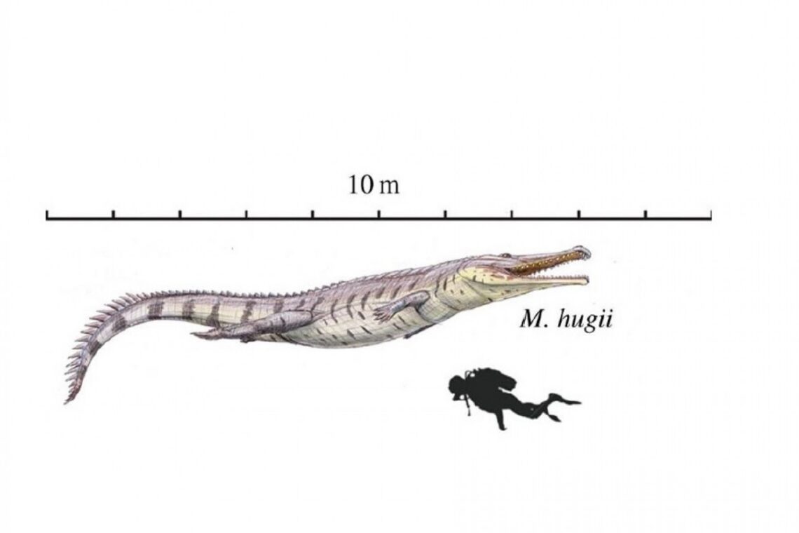 Representação do Machimosaurus hugiio, o crocodilo mais comprido do Jurássico, com 10 metros. Imagem cedida por Anabela Quintela Veiga