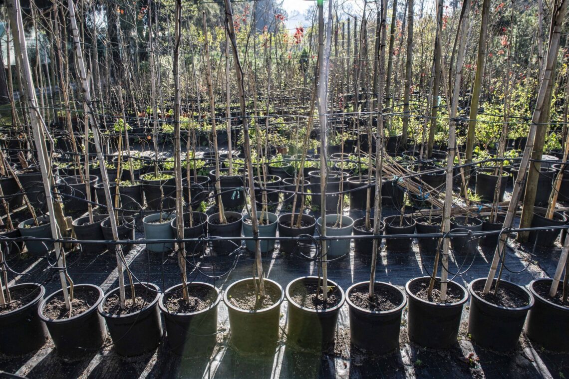 Horto municipal, um guardião de biodiversidade às portas de Leiria