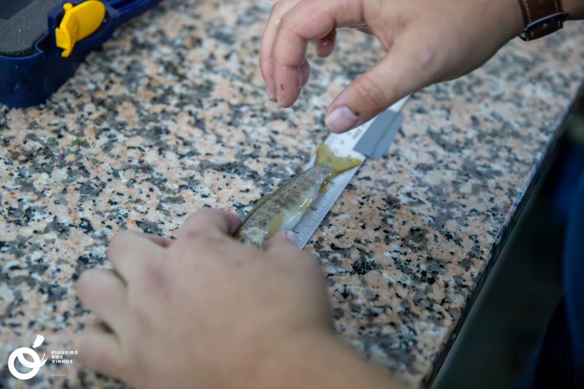 Projecto tem o apoio técnico e científico da Universidade de Évora