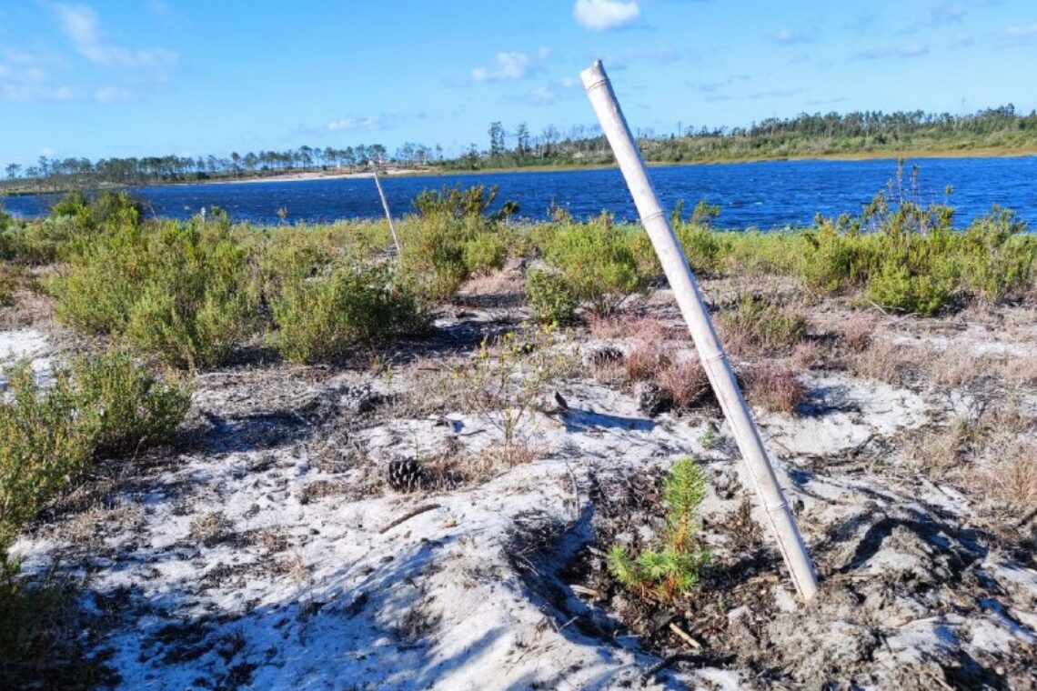 Árvores da Lagoa da Ervedeira precisam da sua ajuda para sobreviverem ao calor