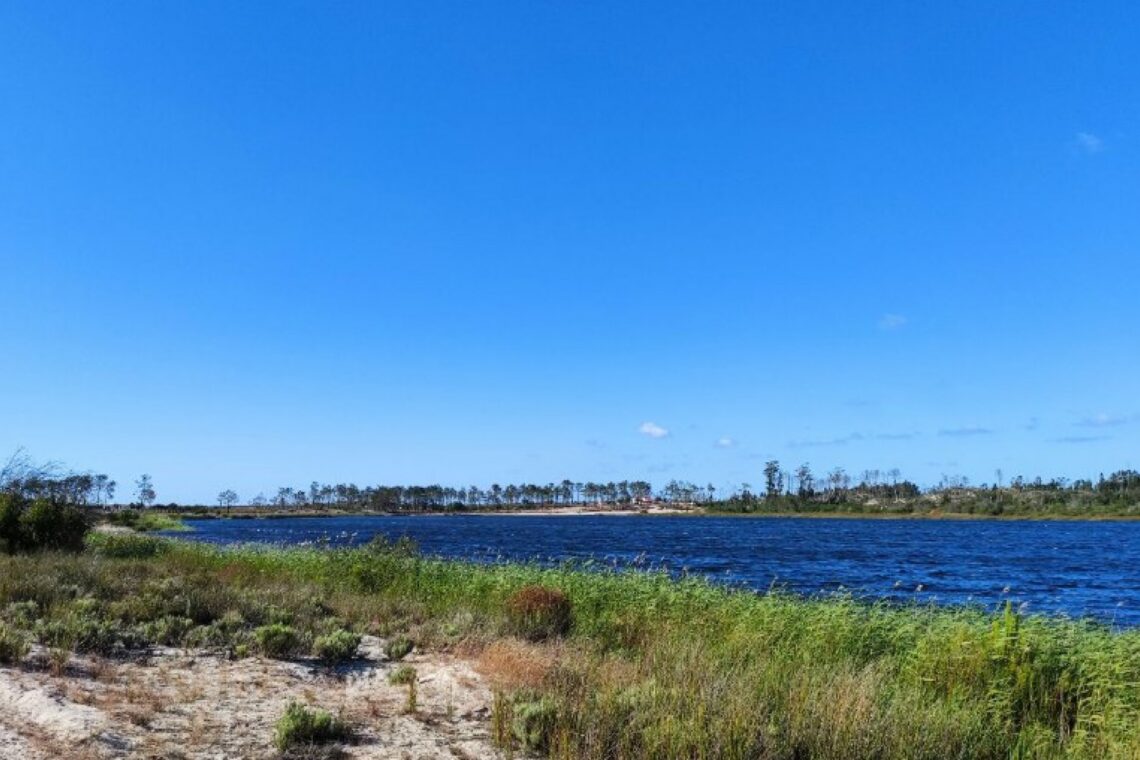 Árvores da Lagoa da Ervedeira precisam da sua ajuda para sobreviverem ao calor
