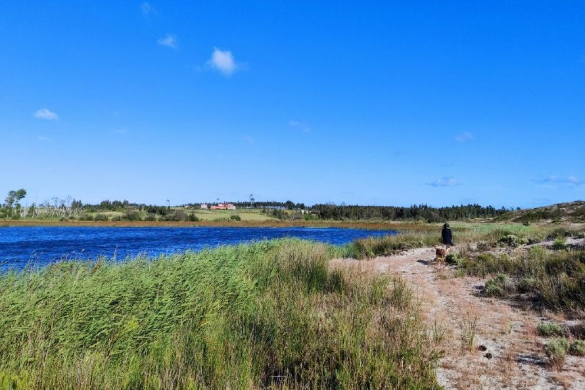 Árvores da Lagoa da Ervedeira precisam da sua ajuda para sobreviverem ao calor