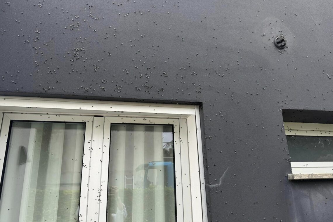 Moscas invadem casas e oficinas na freguesia de Pombal