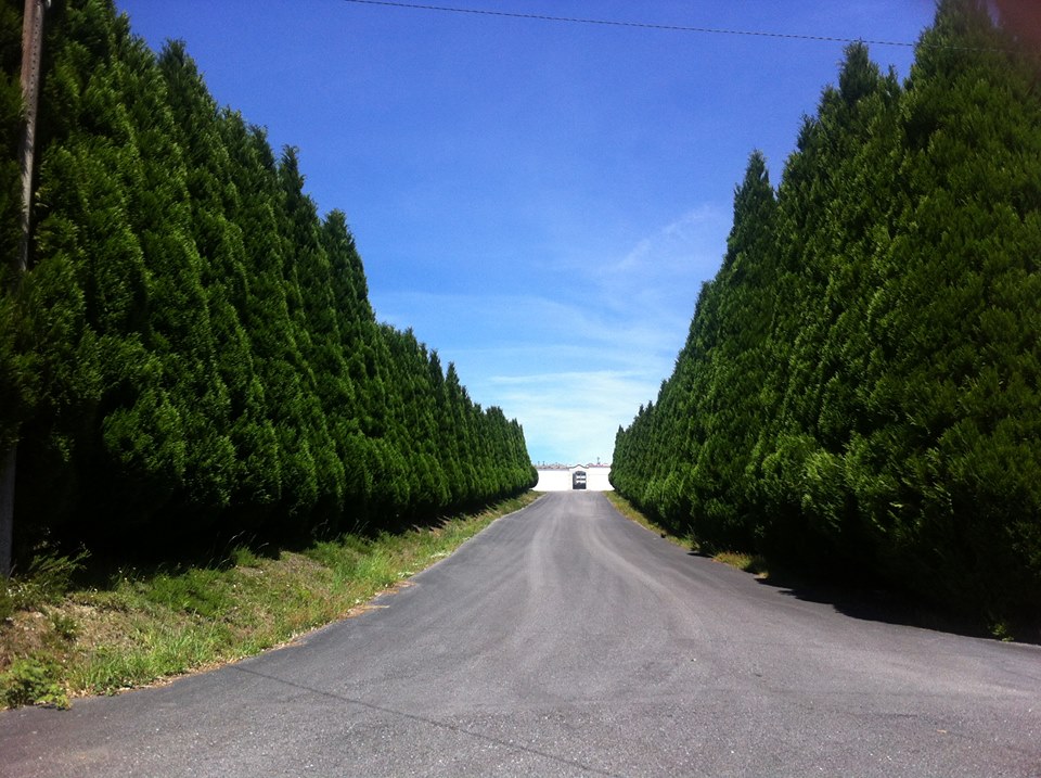 Jornalista de Leiria inaugura novo Caminho de Santiago ‘a solo’