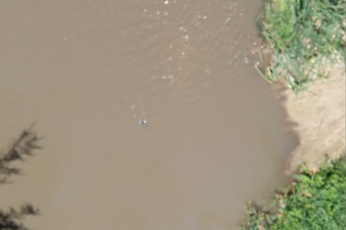 Nova descarga de efluentes suinícolas na ribeira dos Milagres, em Leiria