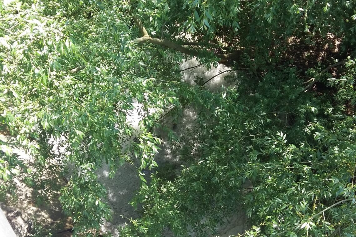Nova descarga de efluentes suinícolas na ribeira dos Milagres, em Leiria