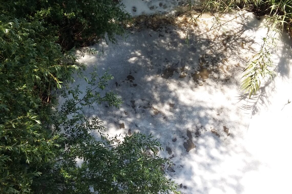 Nova descarga de efluentes suinícolas na ribeira dos Milagres, em Leiria