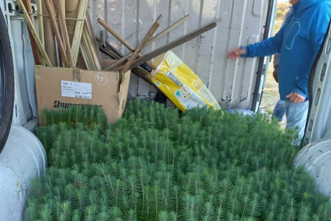 Núcleo de Desportos Motorizados plantou 1200 árvores para compensar pegada carbónica do Verde Pino