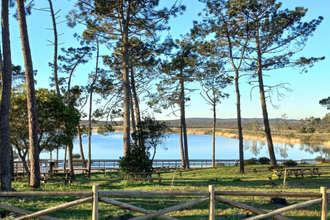 Núcleo de Desportos Motorizados plantou 1200 árvores para compensar pegada carbónica do Verde Pino