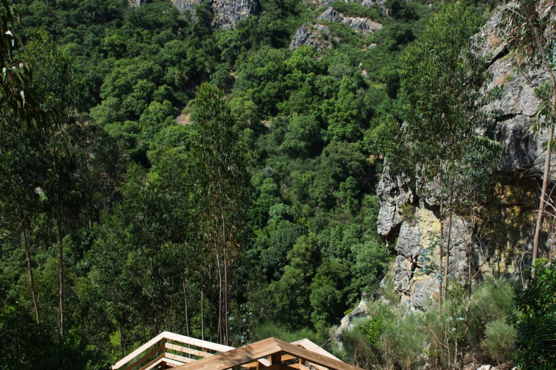 Dois motivos para visitar o Pinhal Interior em forma de passadiço