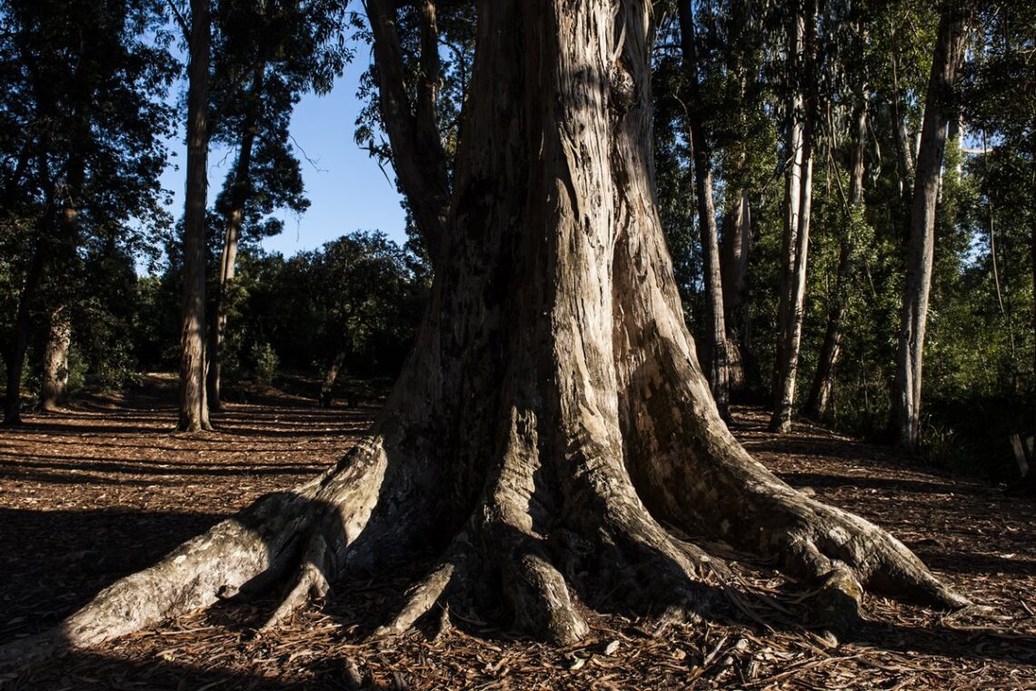 Pinhal de Leiria: 10 santuários intocados pelas chamas