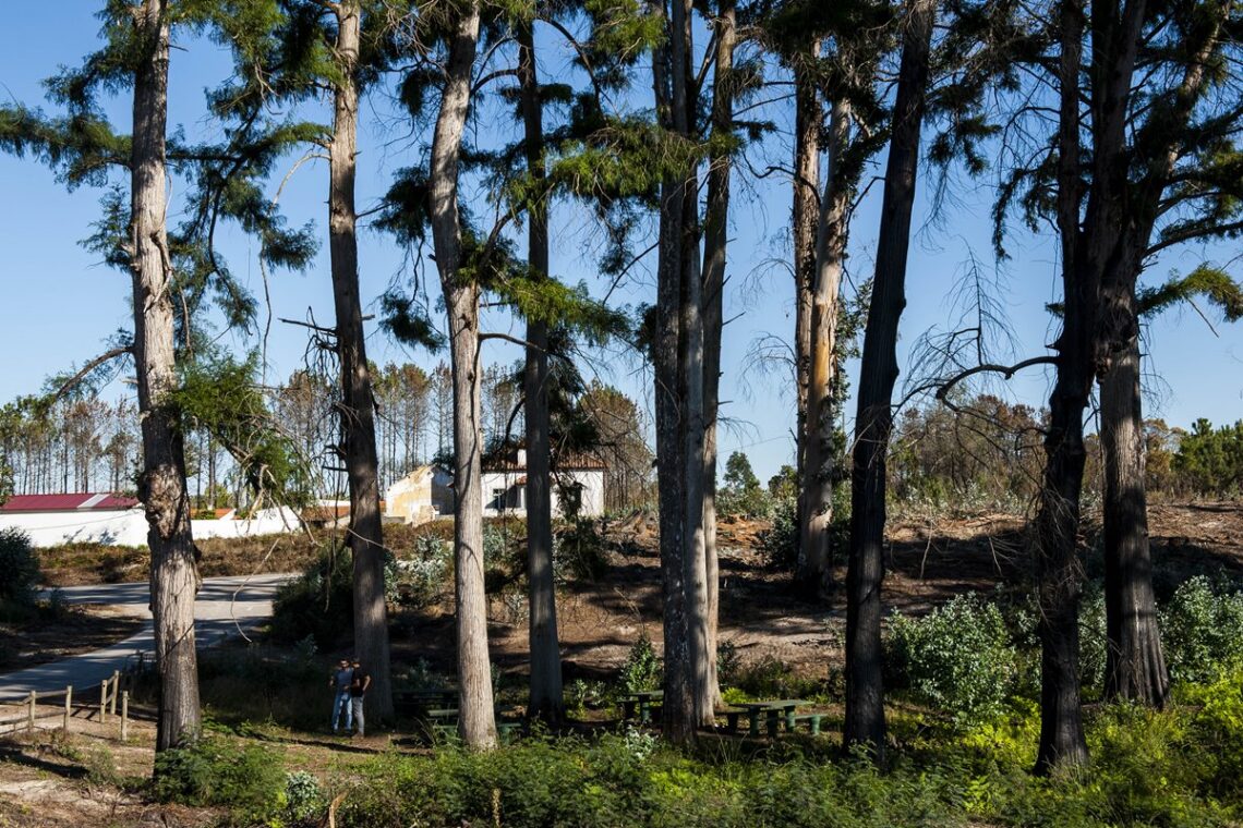 Pinhal de Leiria: 10 santuários intocados pelas chamas