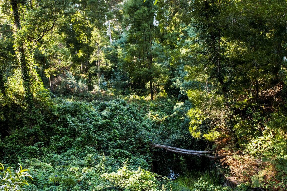 Pinhal de Leiria: 10 santuários intocados pelas chamas