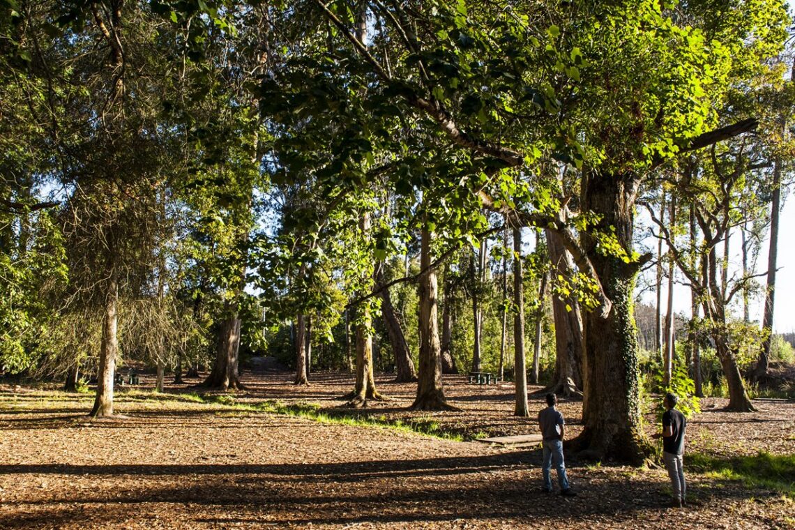 Pinhal de Leiria: 10 santuários intocados pelas chamas