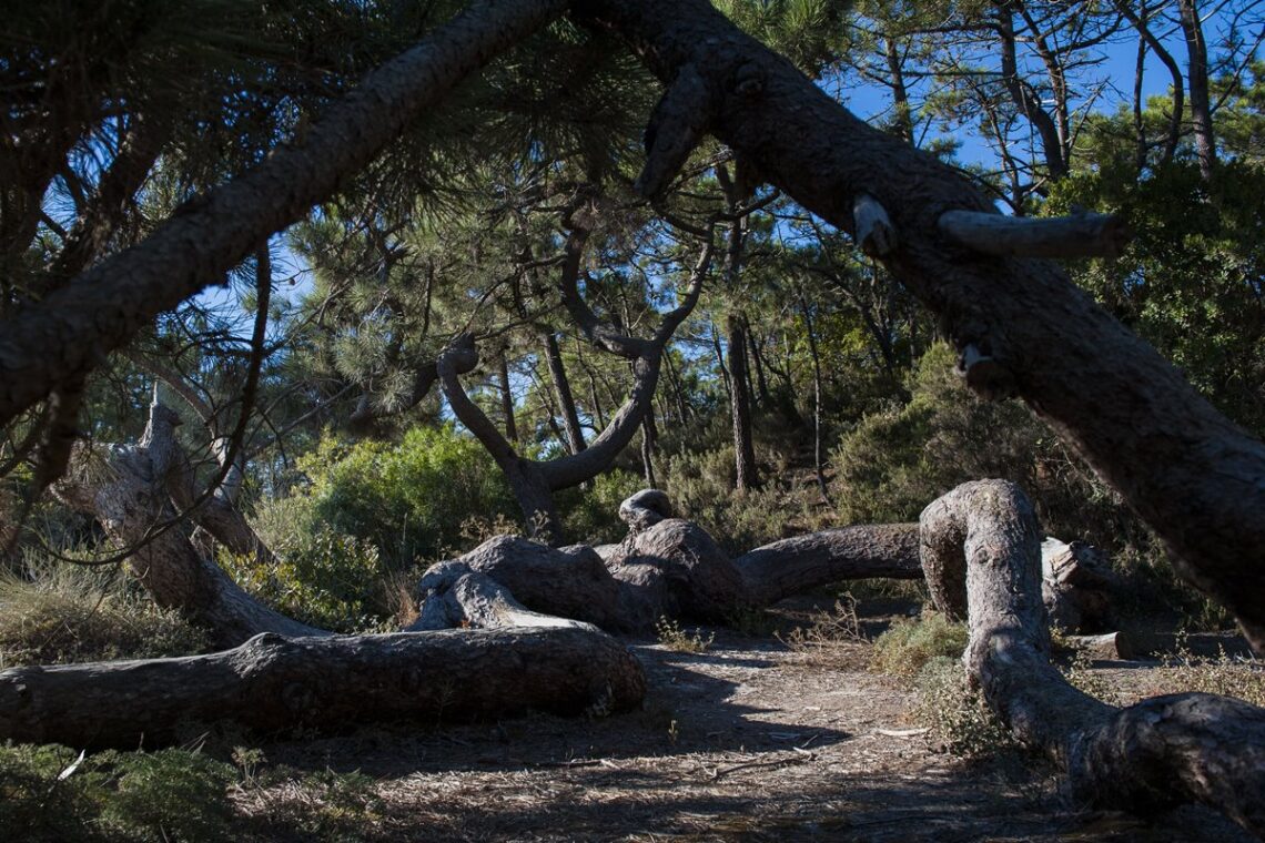 Pinhal de Leiria: 10 santuários intocados pelas chamas