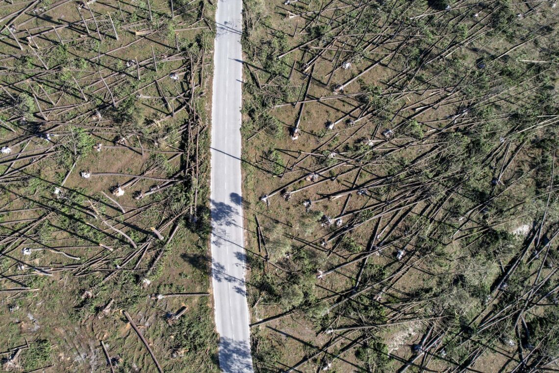 O que restava do Pinhal de Leiria, à semelhança das restantes plantações de eucaliptos na região foram derrubadas