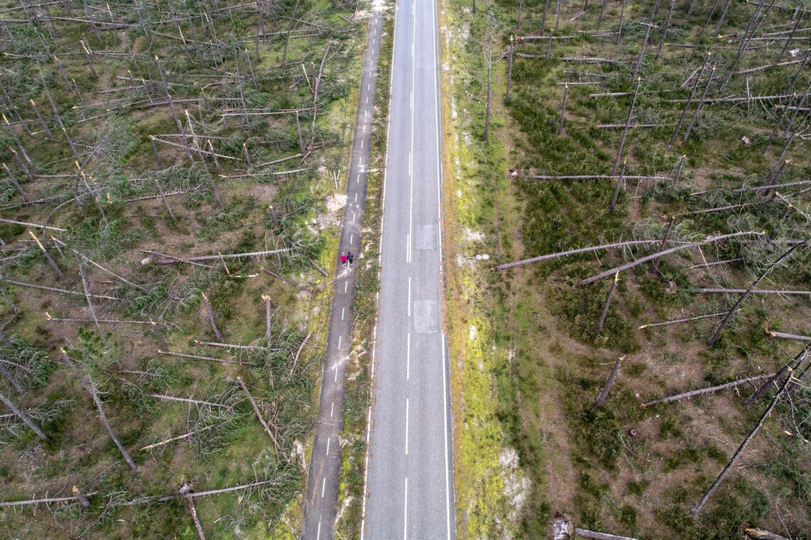 O que restava do Pinhal de Leiria, à semelhança das restantes plantações de eucaliptos na região foram derrubadas