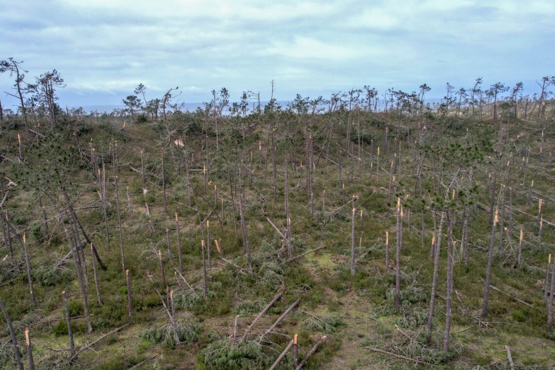 O que restava do Pinhal de Leiria, à semelhança das restantes plantações de eucaliptos na região foram derrubadas